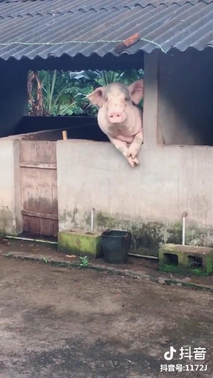 Babi Saluka