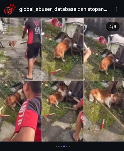 Pic 1 Animal